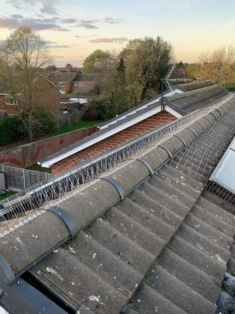 Bird Spikes