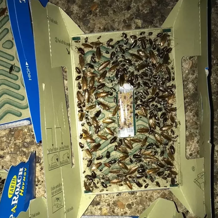 Cockroaches