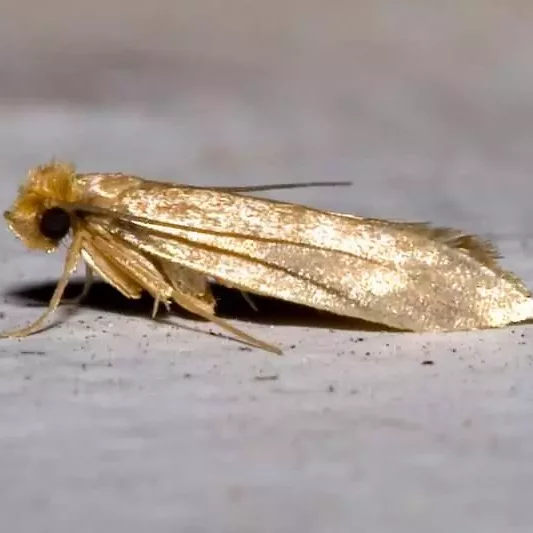 Common Clothes Moth