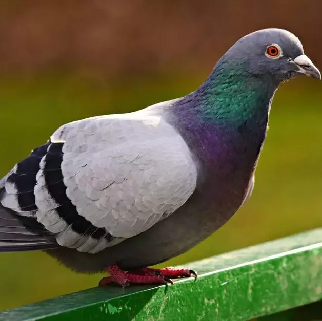 Pigeon