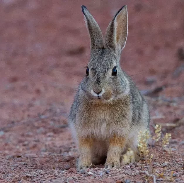 Rabbits