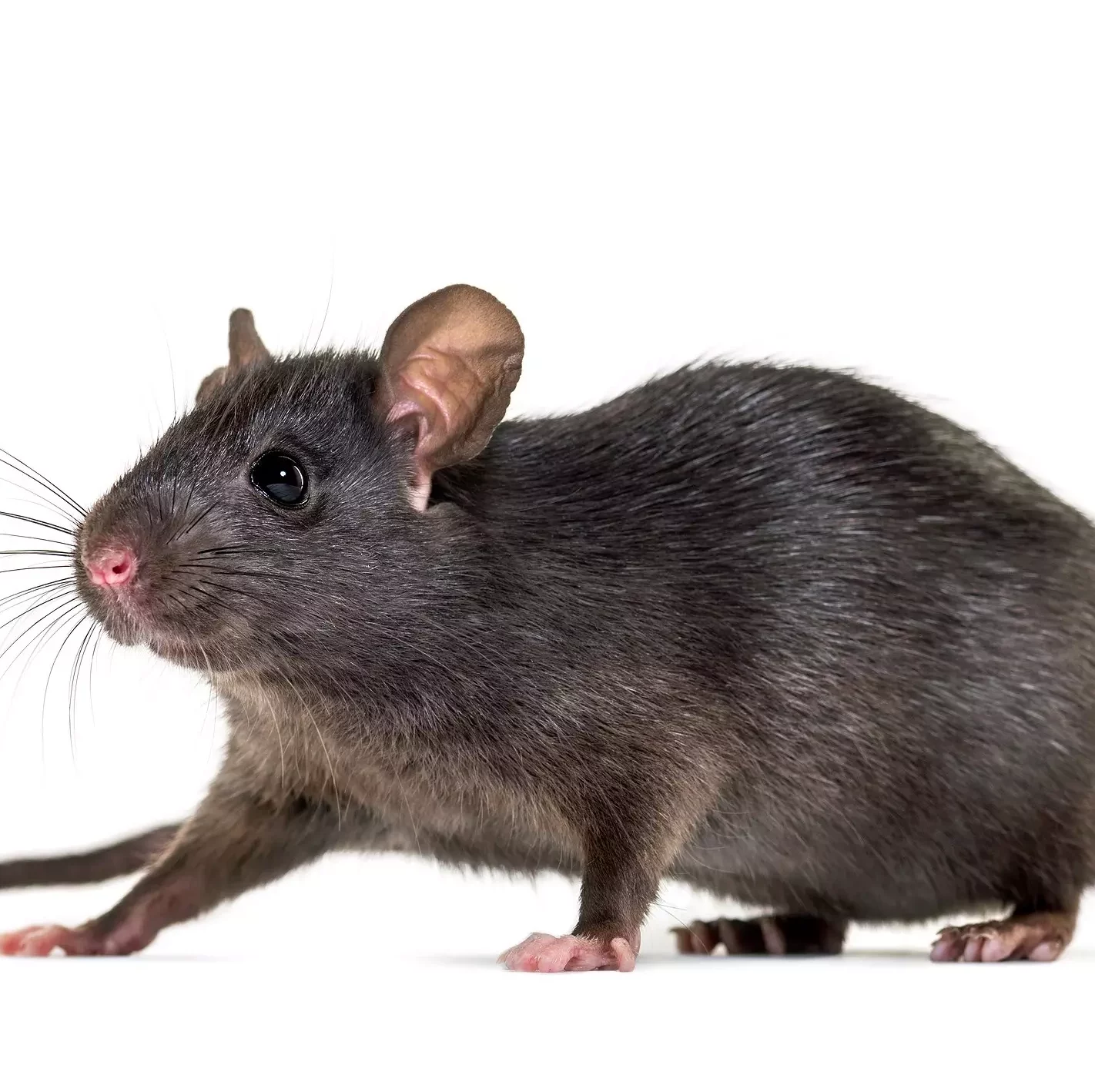 Rat