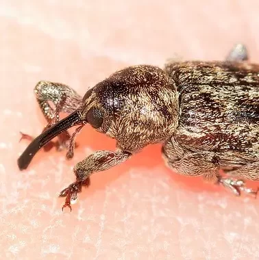 Weevil