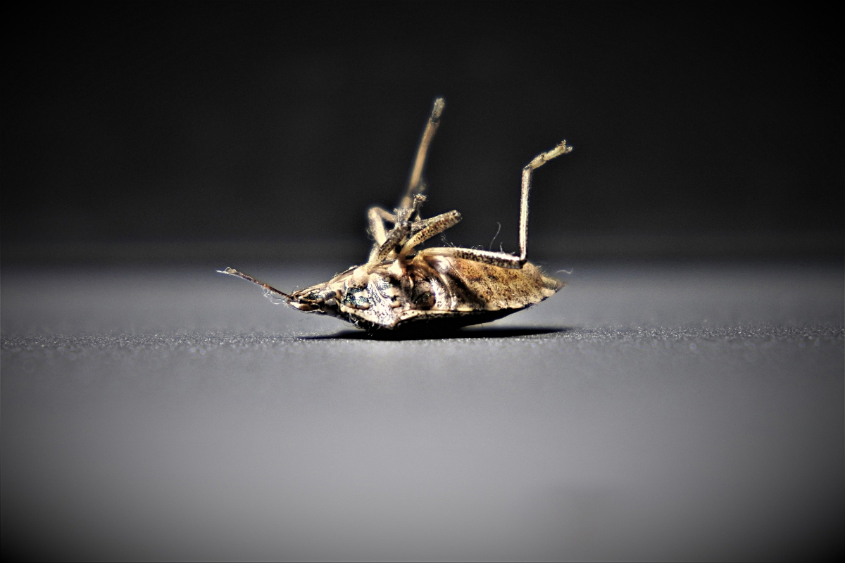 How Do I Get Rid Of Bed Bugs? BH Pest Control