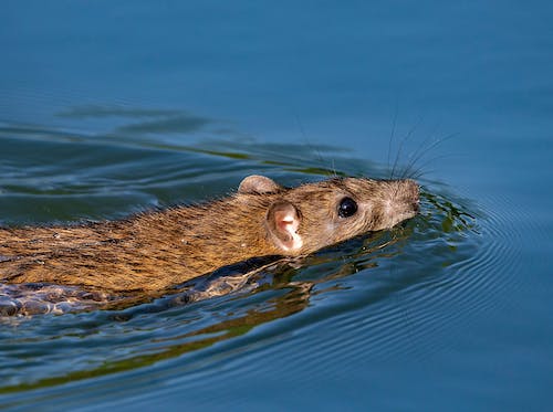 Rat swimming in a river