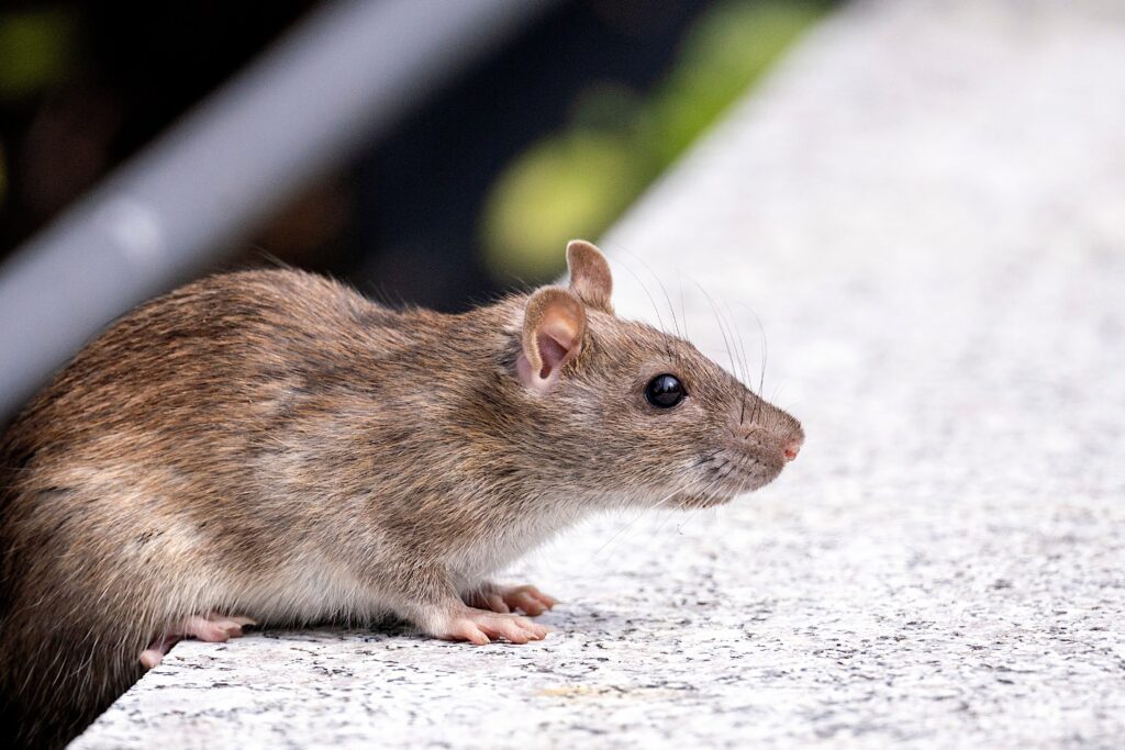 Rat crawling on the street