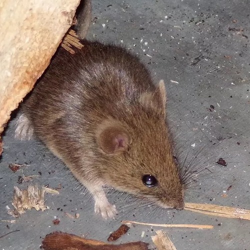 Mouse on a concrete floor