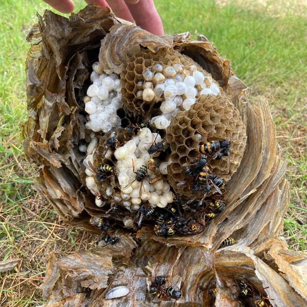 The inside of a wasp nest, showing the honeycomb and the wasps inside. 