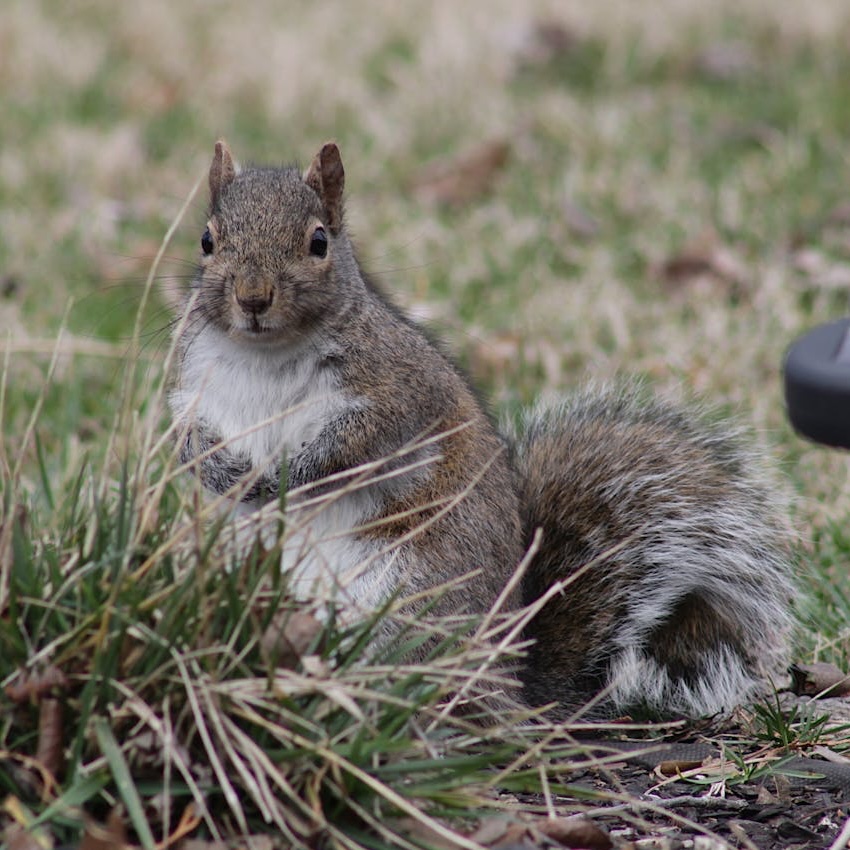 A grey squirrel in grass