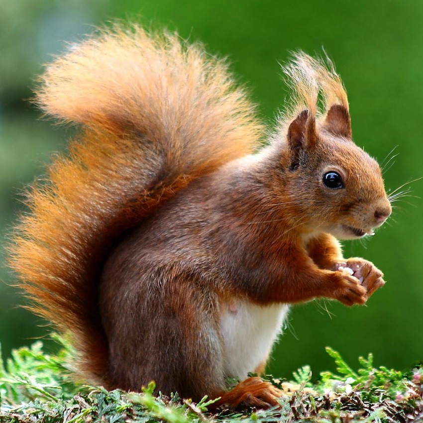 Red squirrel on grass