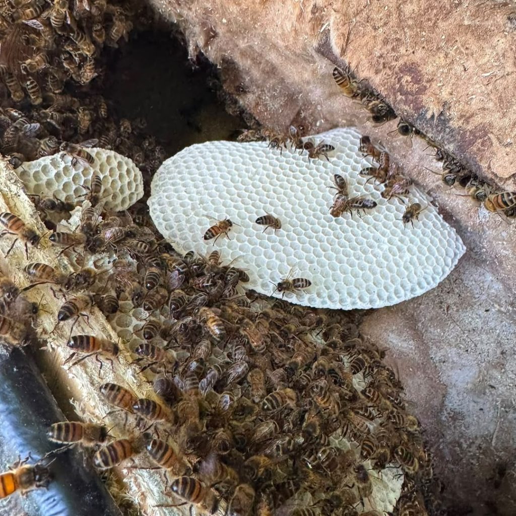 A bee nest in a wall