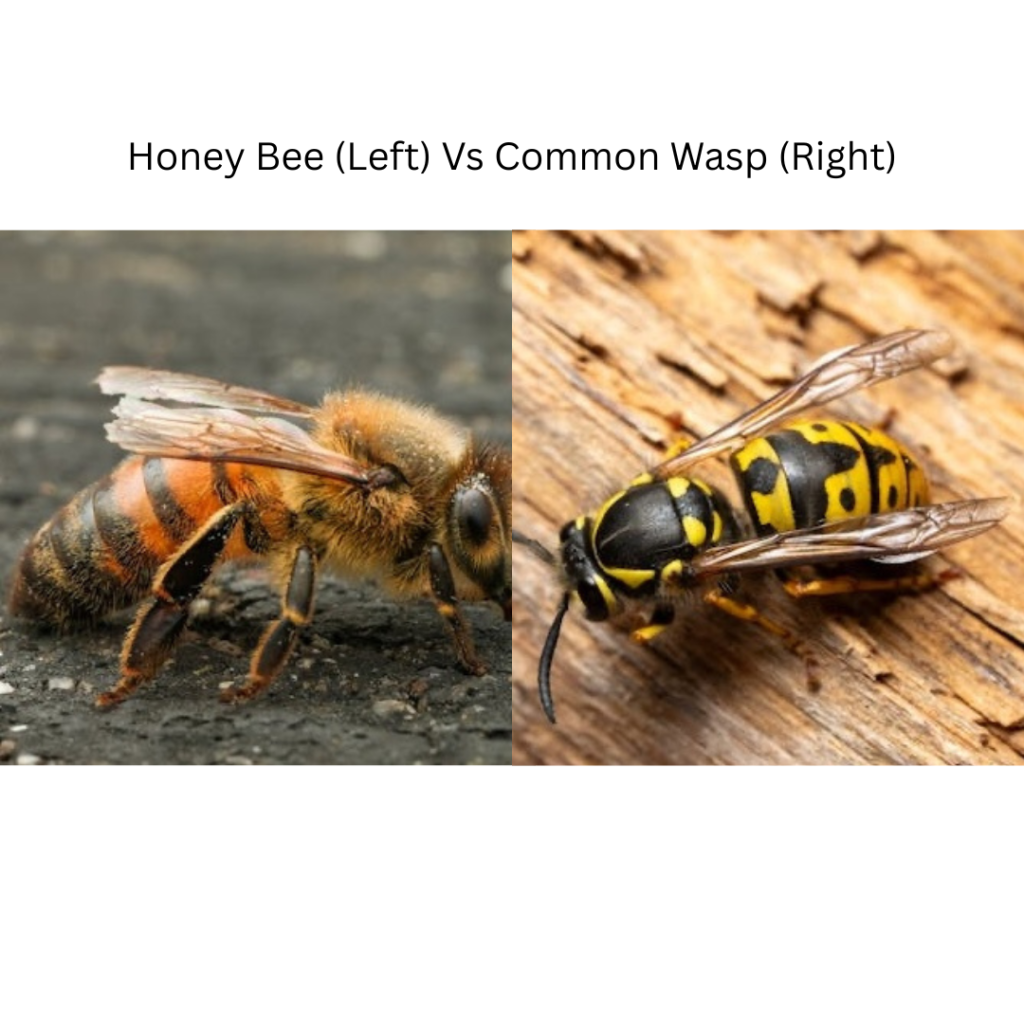 A honeybee on the left and a common wasp on the right