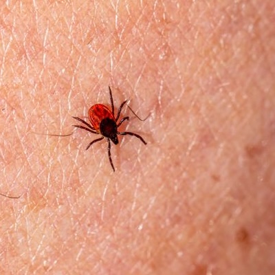 Mite on skin